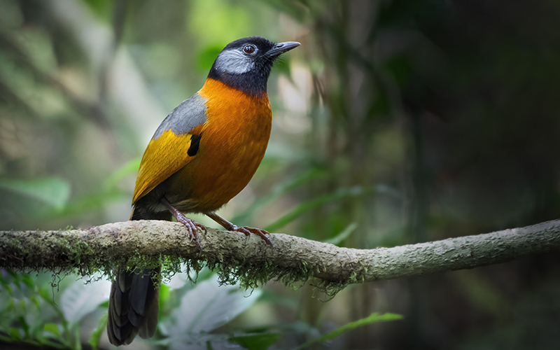 Collared Laughingthrush (Trochalopteron yersini) at Da Lat Bird Hides - Southern Vietnam. Photo by: Phuc Le - Vietnam Bird Photography Tours - Vietbirdphototours.com